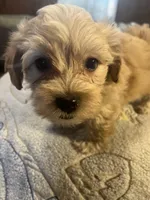 Buster, a male Yorkipoo for sale in Greer, SC – Photo 1 of 4