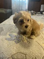 Buster, a male Yorkipoo for sale in Greer, SC – Photo 2 of 4