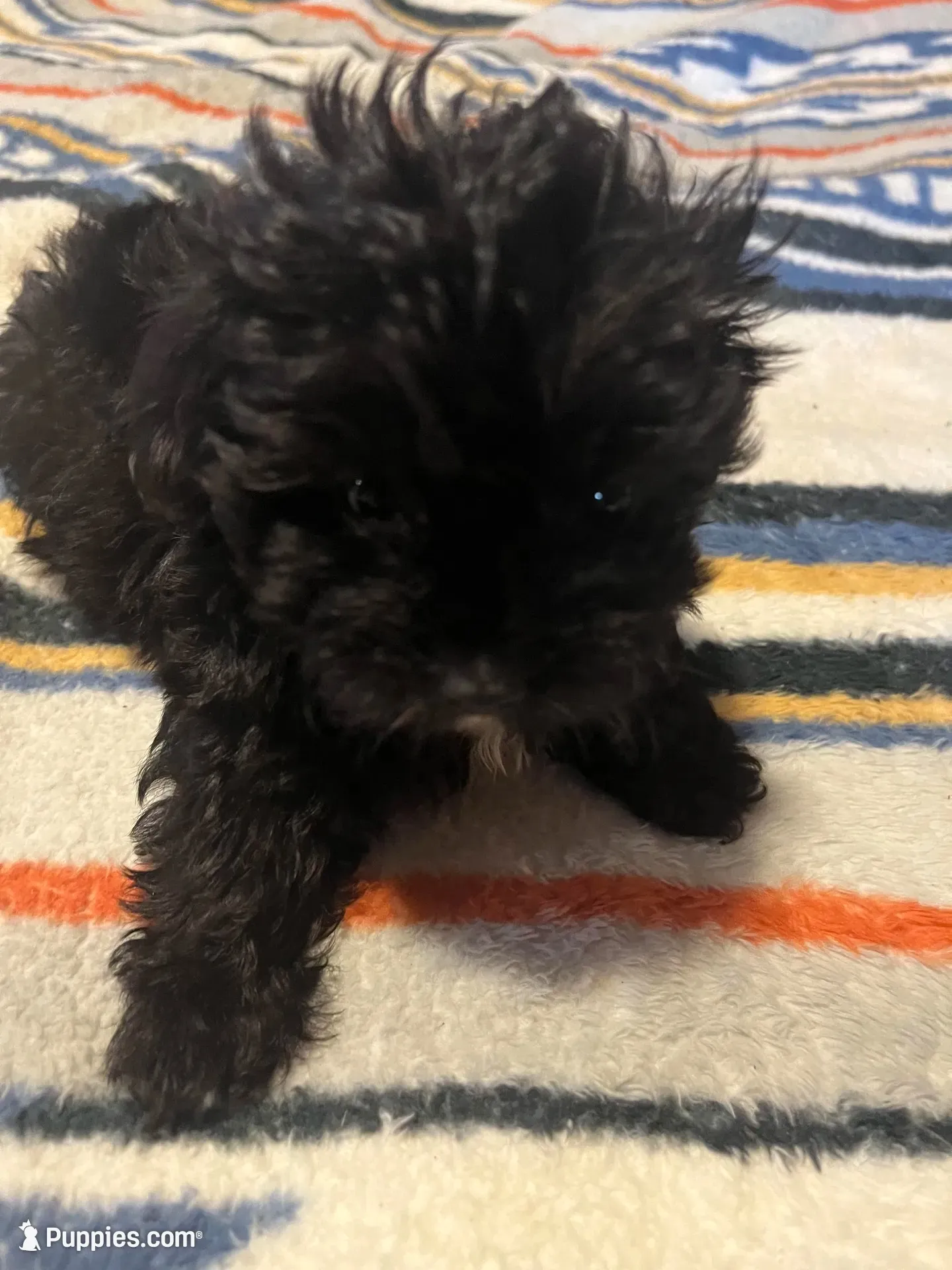 Doodlebug, a female Yorkipoo for sale in Greer, SC – 2 of 5