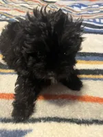 Angie, a female Yorkipoo for sale in Greer, SC – Photo 3 of 5