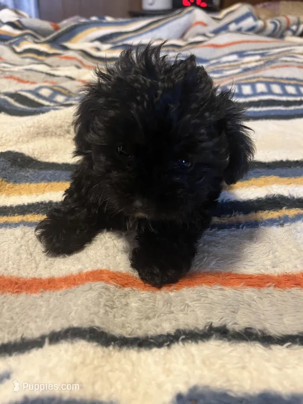Doodlebug – Yorkipoo puppy for sale in Greer, SC