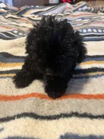 Angie, a female Yorkipoo for sale in Greer, SC – Photo 4 of 5