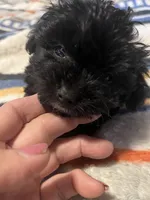 Angie, a female Yorkipoo for sale in Greer, SC – Photo 2 of 5