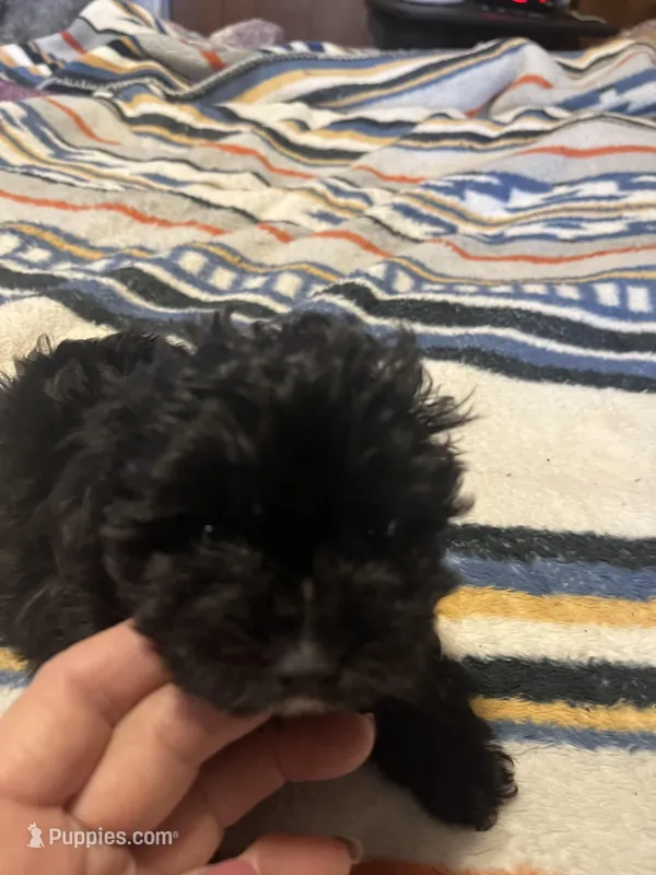Angie – Yorkipoo puppy for sale in Greer, SC