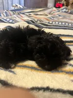 Angie, a female Yorkipoo for sale in Greer, SC – Photo 5 of 5