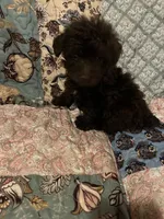 Snickers, a female Poodle - Toy  for sale in Greer, SC – 3 of 4