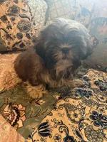 Hannah, a female Shih Tzu for sale in Greer, SC – Photo 2 of 4