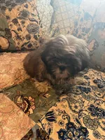 Hannah, a female Shih Tzu for sale in Greer, SC – Photo 1 of 4