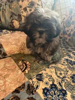Hannah, a female Shih Tzu for sale in Greer, SC – Photo 3 of 4