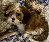 Cookie, a female Shih Tzu for sale in Greer, SC – 2 of 3