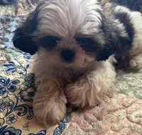 Micheal, a male Shih Tzu for sale in Greer, SC – Photo 3 of 4