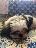 Micheal, a male Shih Tzu for sale in Greer, SC – Photo 4 of 4