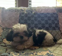 Micheal, a male Shih Tzu for sale in Greer, SC – Photo 2 of 4