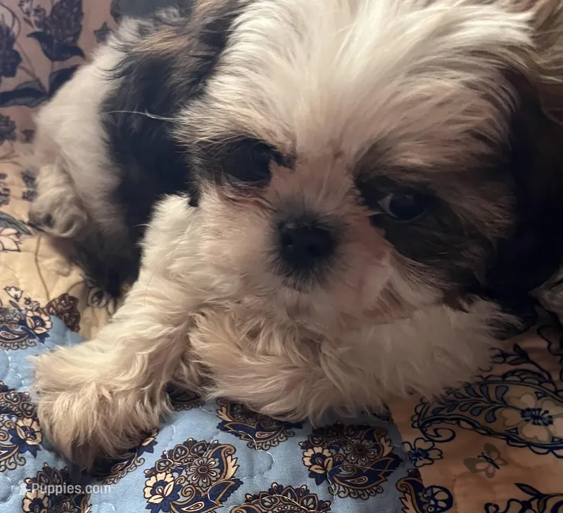Micheal – Shih Tzu puppy for sale in Greer, SC
