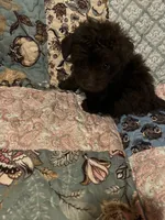 Snickers, a female Poodle - Toy  for sale in Greer, SC – 4 of 4