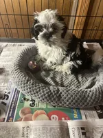 Willy, a male Shihpoo for sale in Greer, SC – Photo 4 of 5