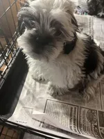 Willy, a male Shihpoo for sale in Greer, SC – Photo 1 of 5