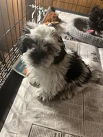 Willy, a male Shihpoo for sale in Greer, SC – Photo 2 of 5
