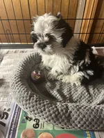 Willy, a male Shihpoo for sale in Greer, SC – Photo 5 of 5