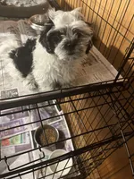 Willy, a male Shihpoo for sale in Greer, SC – Photo 3 of 5