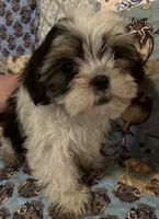 Harley, a male Shih Tzu for sale in Greer, SC – 2 of 2