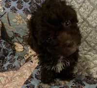 Lexi, a female Poodle - Toy  for sale in Greer, SC – 2 of 4
