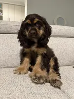 Enzo, a male Cocker Spaniel for sale in Miami, FL – Photo 1 of 2