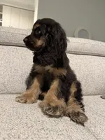 Enzo, a male Cocker Spaniel for sale in Miami, FL – Photo 2 of 2