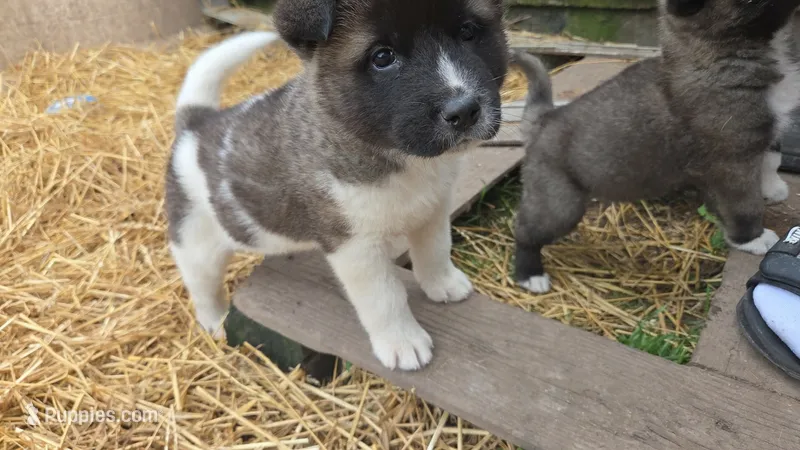 Puppy 1 – Akita puppy for sale in Sanborn, NY