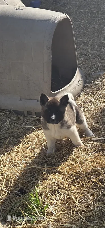 Puppy 1 – Akita puppy for sale in Sanborn, NY