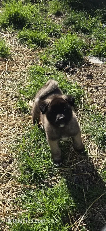 Puppy 3 – Akita puppy for sale in Sanborn, NY