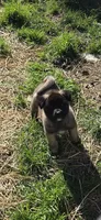 Puppy 3, a male Akita for sale in Sanborn, NY – 1 of 1