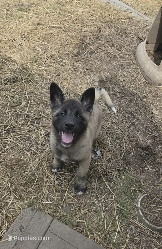 Puppy 3 – Akita puppy for sale in Sanborn, NY
