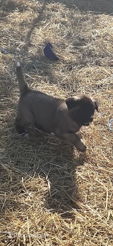 Puppy 4 – Akita puppy for sale in Sanborn, NY