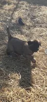 Puppy 4, a female Akita for sale in Sanborn, NY – 1 of 1