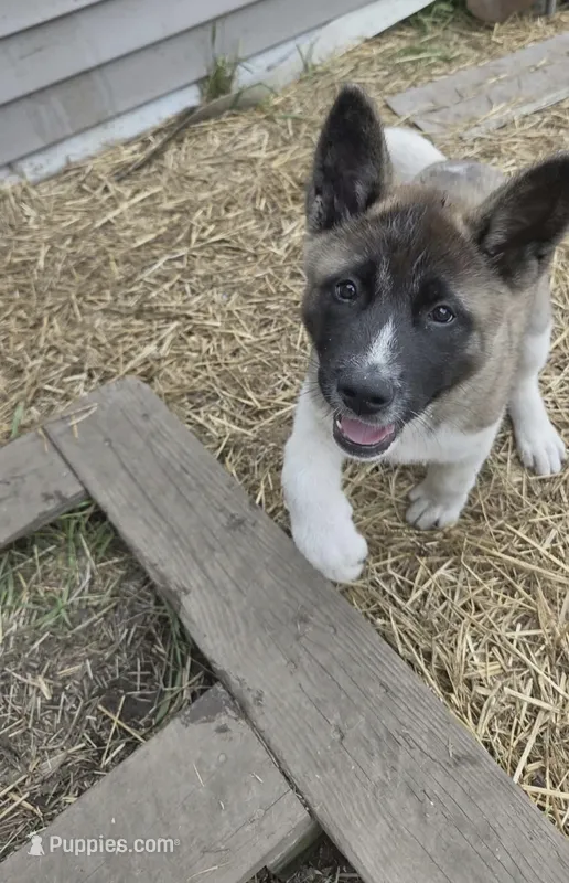 Puppy 1 – Akita puppy for sale in Sanborn, NY
