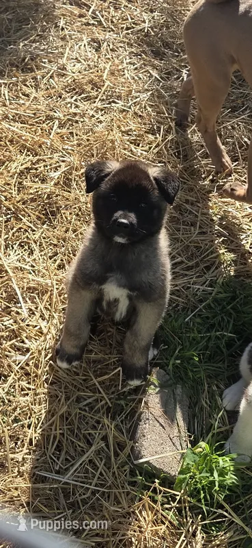 Puppy 3 – Akita puppy for sale in Sanborn, NY