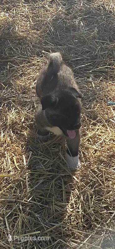 Puppy 1 – Akita puppy for sale in Sanborn, NY