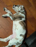 Typhoon , a male Great Dane for sale in Perrysville, OH – 4 of 10