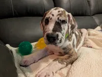 Typhoon , a male Great Dane for sale in Perrysville, OH – 1 of 10