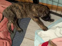 Marina , a female Great Dane for sale in Perrysville, OH – 6 of 7
