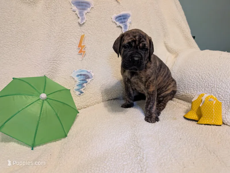 Marina  – Great Dane puppy for sale in Perrysville, OH