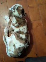 Typhoon , a male Great Dane for sale in Perrysville, OH – 8 of 10
