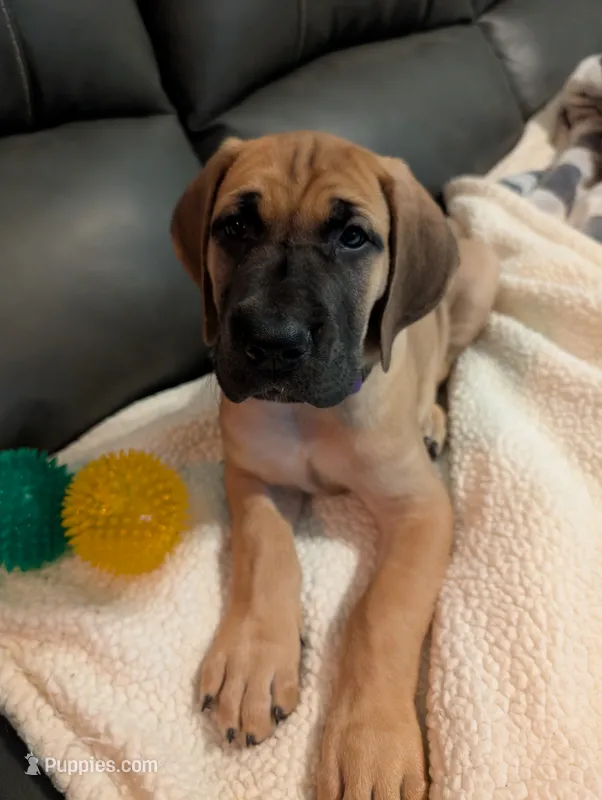 Breeze  – Great Dane puppy for sale in Perrysville, OH