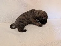 Marina , a female Great Dane for sale in Perrysville, OH – 5 of 7