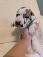 Serene , a female Great Dane for sale in Perrysville, OH – 6 of 9