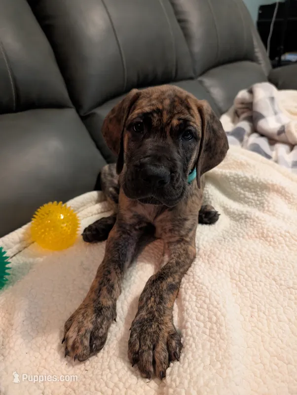 Marina  – Great Dane puppy for sale in Perrysville, OH