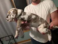 Typhoon , a male Great Dane for sale in Perrysville, OH – 9 of 10