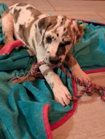 Typhoon , a male Great Dane for sale in Perrysville, OH – 2 of 10