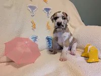 Serene , a female Great Dane for sale in Perrysville, OH – 1 of 9